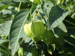 (Long-leaved Groundcherry)