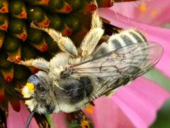 Melissodes Long-horned Bee on Purple Coneflower