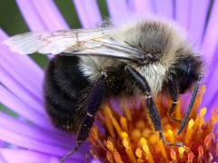 Common Eastern Bumble Bee male lateral on New England Aster