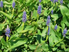 (Pickerelweed) colony