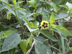 (Long-leaved Groundcherry)