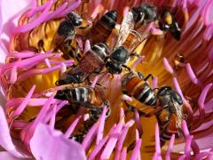 (Sacred Lotus) Red Dwarf Honey Bee swarm on Sacred Lotus