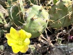 (Shell Mound Pricklypear) blossom