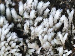 (Silvery Bryum) on rocks