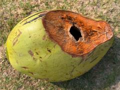 (Coconut Palm) fruit