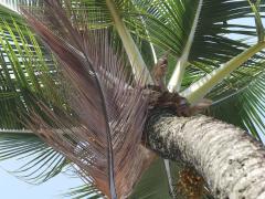 (Coconut Palm) leaves