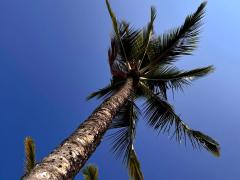 (Coconut Palm) tree