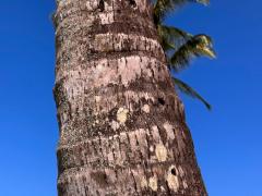 (Coconut Palm) trunk