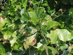 (Sea Almond) leaves