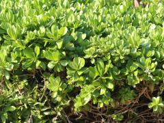 (Beach Naupaka) plant