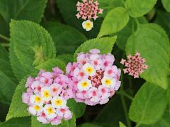 (Common Lantana) flowers