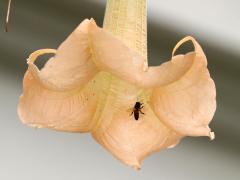 (Angel's Trumpet) European Honey Bee on Angel's Trumpet