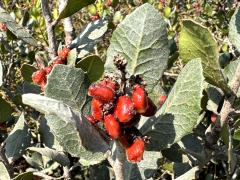 (Lemonade Berry) fruit