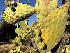 (Indian Fig Opuntia) leaves