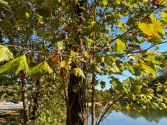 (American Sycamore) plant