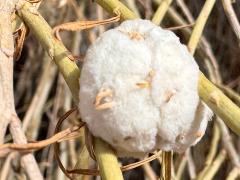 Cotton-gall Tephritid gall on Rubber Rabbitbrush