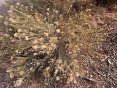 (Rubber Rabbitbrush) plant