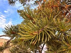 (Colorado Pinyon Pine) leaves