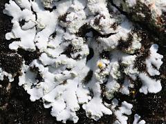 (Coconut Palm) Parmelioideae Shield Lichen on Coconut Palm