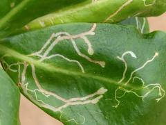 (Beach Naupaka) Ophiomyia scaevolana Leafminer Fly upperside mine on Beach Naupaka