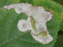 (Common Lantana) Lantana Hispid surface mine on Common Lantana