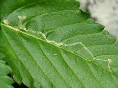 (Yellow Alder) Liriomyza Leafminer Fly upperside mine on Yellow Alder