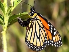 (Tropical Milkweed) Monarch female ovipositing on Tropical Milkweed