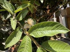 (Common Guava) leaves