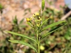 (Tropical Milkweed) flowers