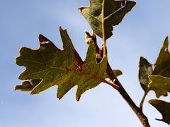 (Gambel Oak) leaf underside