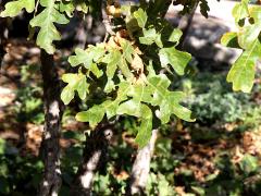 (Gambel Oak) leaves