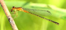 (Eastern Forktail) female teneral eating