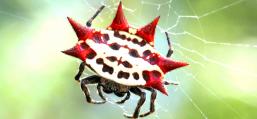 (Spinybacked Orbweaver) female