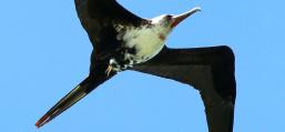 (Great Frigatebird) juvenile male hovering