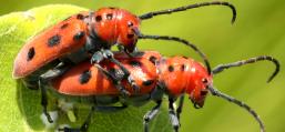 (Red Milkweed Beetle) mating