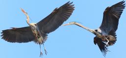 (Great Blue Heron) cruising