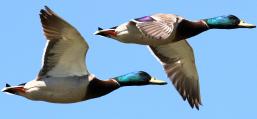 (Mallard) male flying