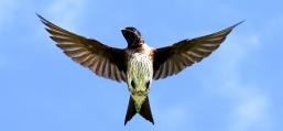 (Purple Martin) female flapping