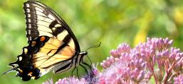 (Tiger Swallowtail) female underside