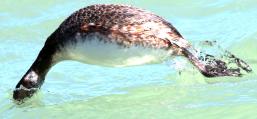 (Horned Grebe) nonbreeding diving