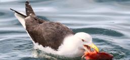 (Great Black-backed Gull) snatches fish