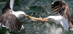 (Great Black-backed Gull) squabbling