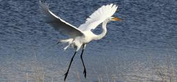 (Great Egret) blastoff