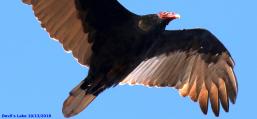 (Turkey Vulture) circles