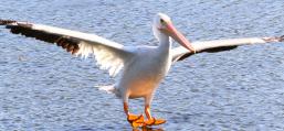 (American White Pelican) landing