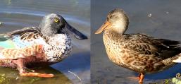 (Northern Shoveler) heads