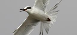 (Forster's Tern) calling flight