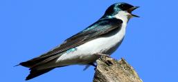 (Tree Swallow) singing