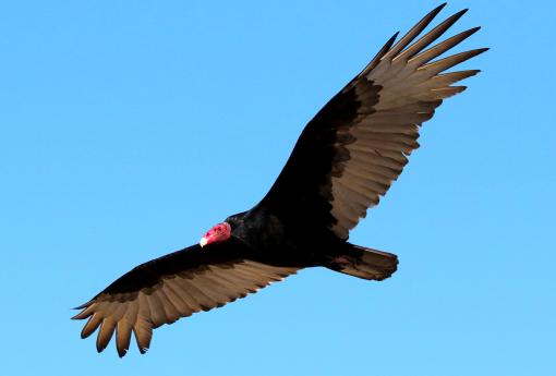 (Turkey Vulture) gliding