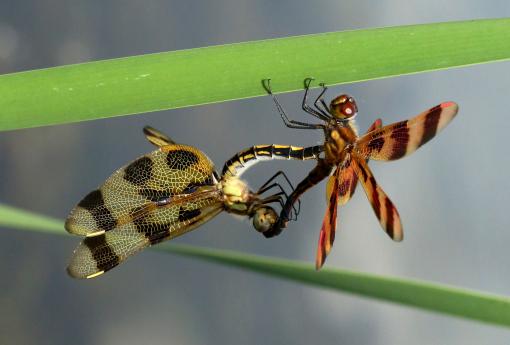 (Halloween Pennant) mating wheel